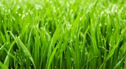 The Best Weed And Feed For Lawns