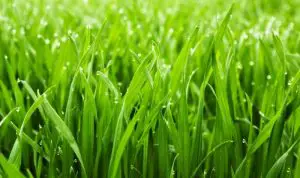 Best weed and feed for lawns