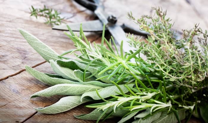 Freshly Harvested Herbs