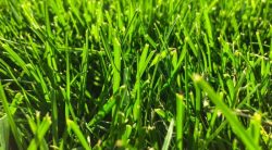 The Best Weed Killer For Lawns: Reviews & Buying Guide