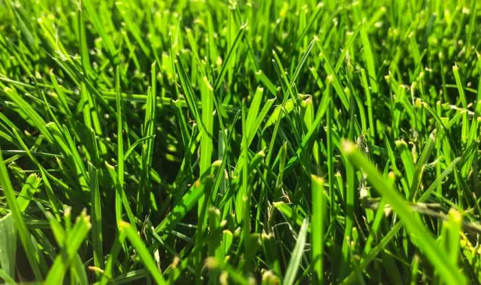 green grass lawn