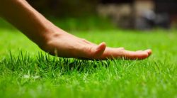 The Best Organic Lawn Fertilizer: Grow Your Lawn The Green Way
