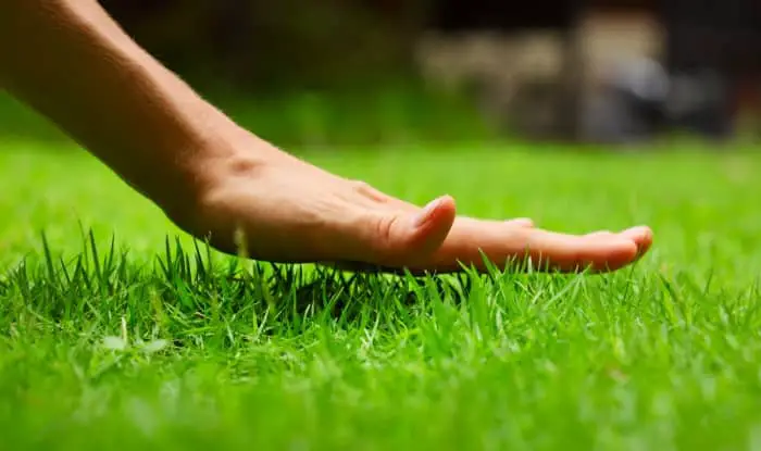 The best organic lawn fertilizer
