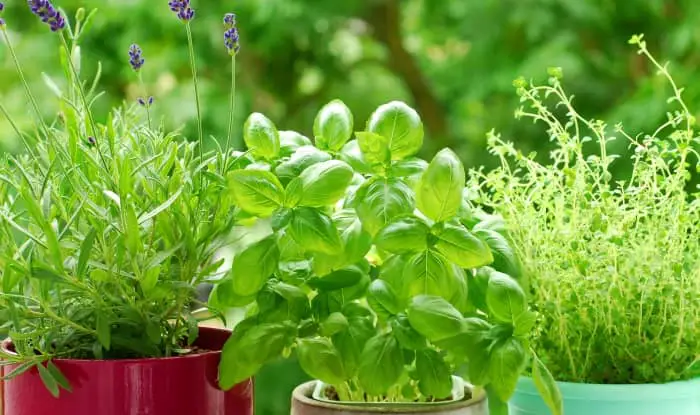 Best potting soil for herbs