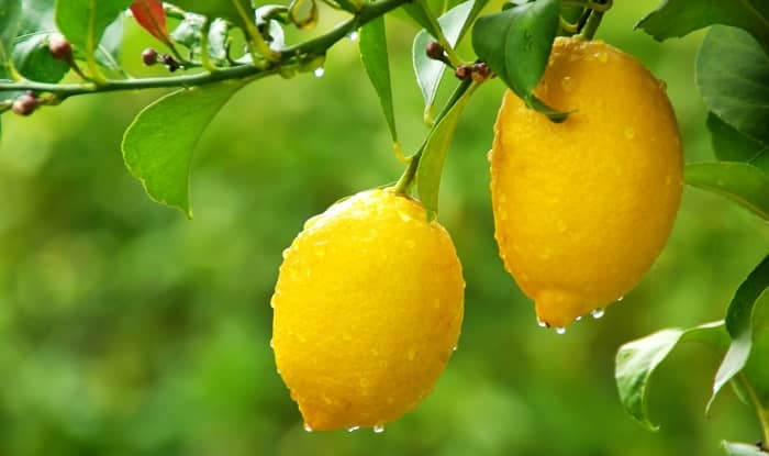 The best fertilizer for citrus trees
