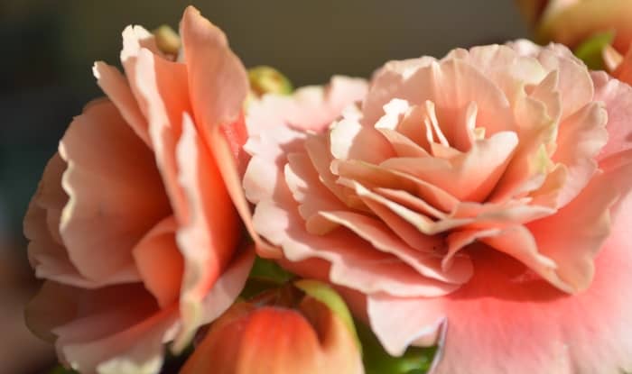 Light Pink Begonia