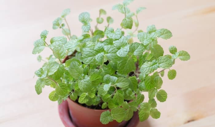 mint is one of the top herbs for growing in containers