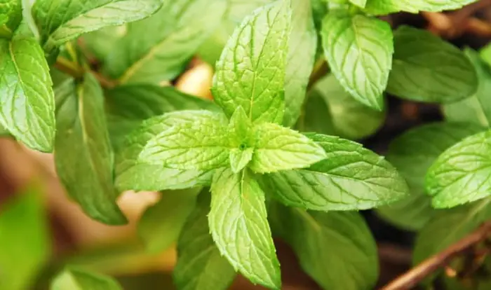 Mint Leaves