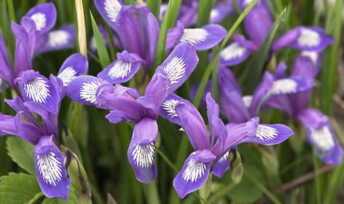 Northern Blue Flag