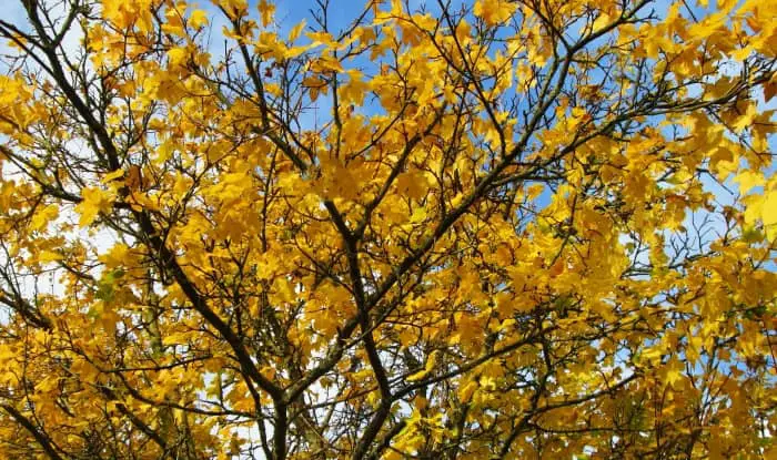 Norway Maple