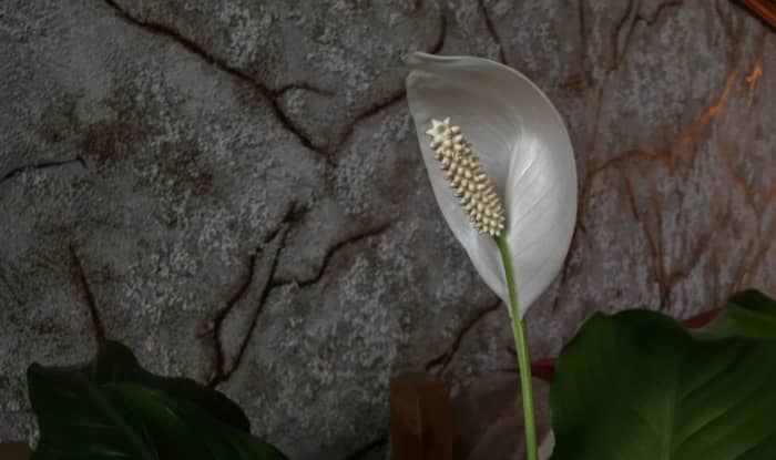 Peace Lily