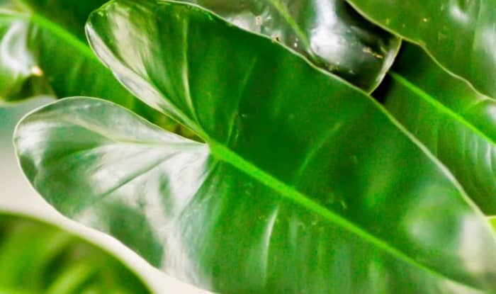 Philodendron