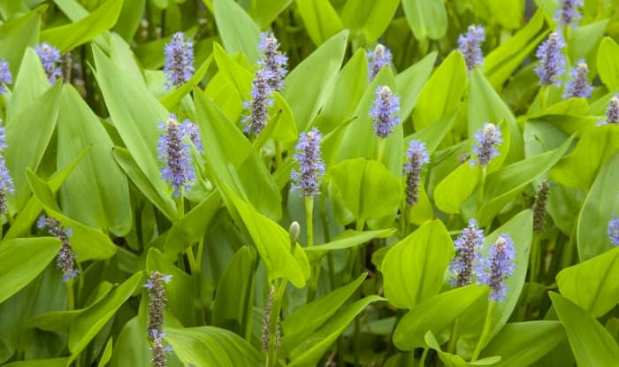 Pickerel Weed