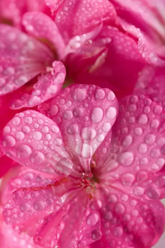 Pink geranium