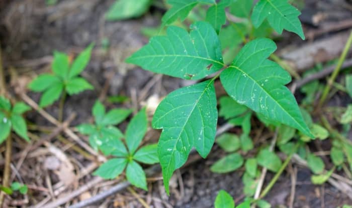 poison ivy plant