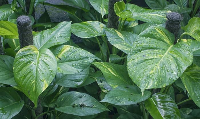 Pothos plant