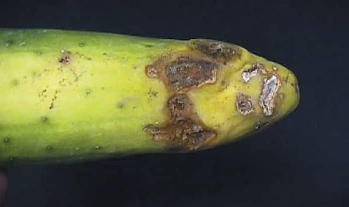 Rhizoctonia solani 