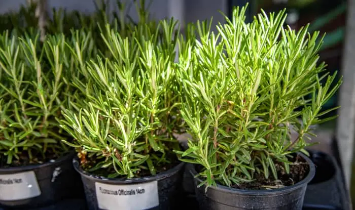 Rosemary plants in flowerpots