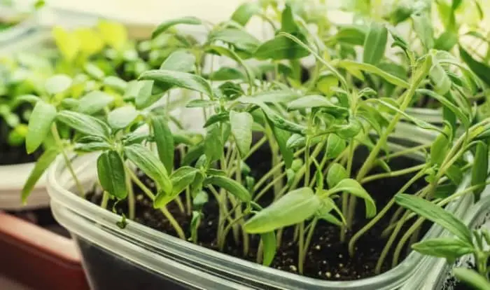Seedlings of tomatoes and peppers in plastic pots