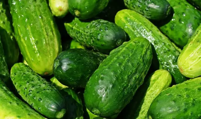 short fat cucumbers