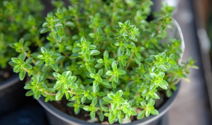 Thyme in pot