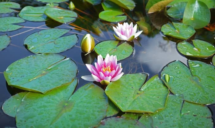 Water Lilies