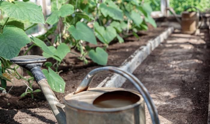 Watering can prepared to water cucumber plants