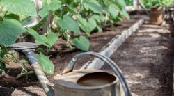 Overwatered Cucumber Plants: Symptoms & What To Do