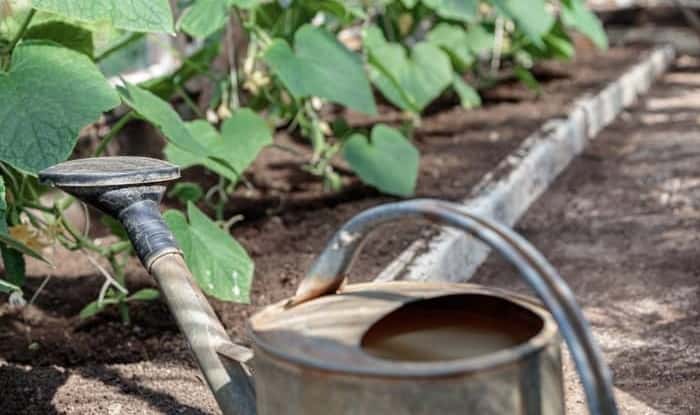 Watering can prepared to water cucumber plants