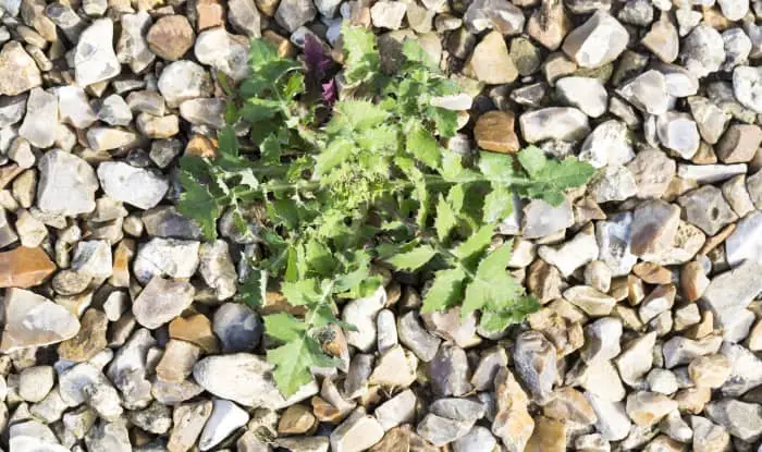 How to choose the best option for eradicating a weed growing in gravel
