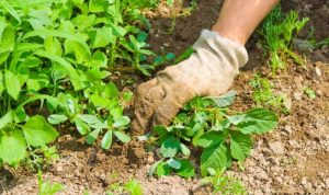 Best pet friendly weed killer