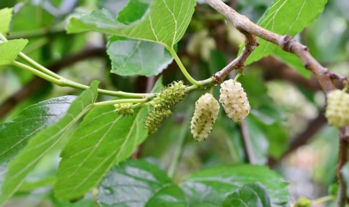 White Mulberry