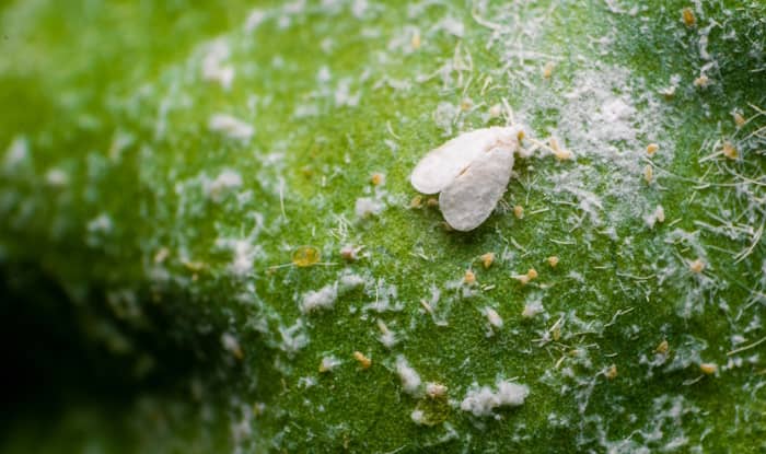 White fly on leaf