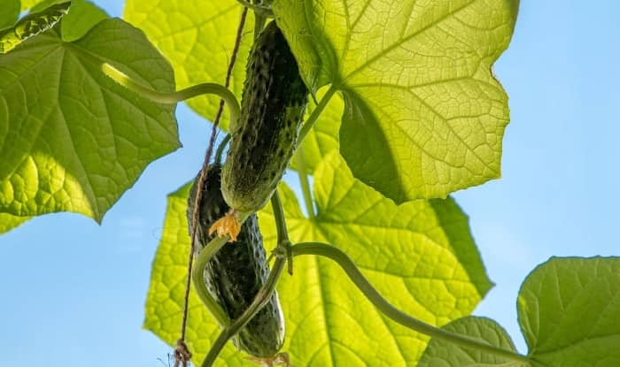 cucumbers growing in the sun