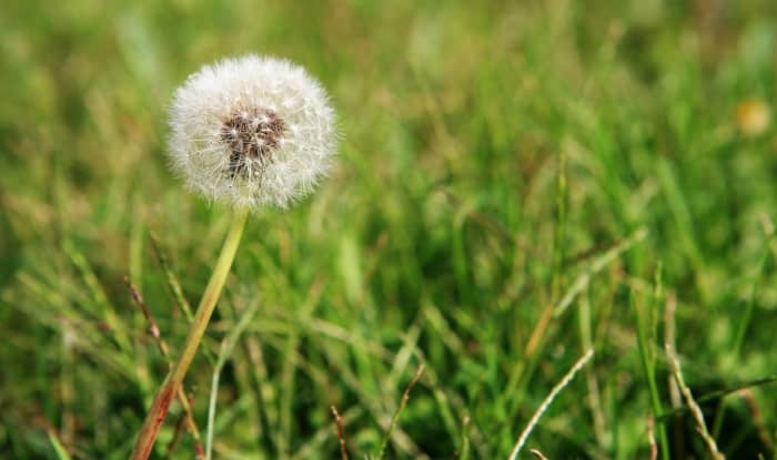 dandelion growing in grass