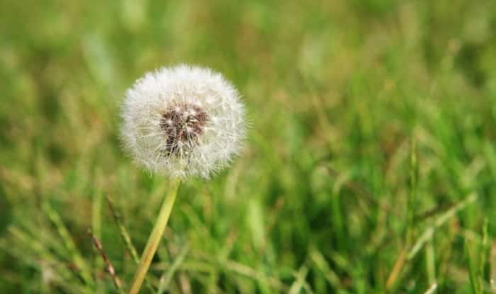 dandelion growing in grass