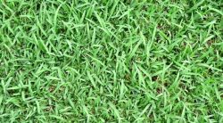 The Best Weed And Feed For St. Augustine Grass