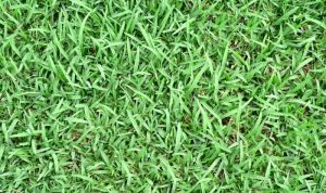 The best weed and feed for St. Augustine grass