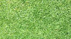The 5 Best Weed Killers For Zoysia Grass