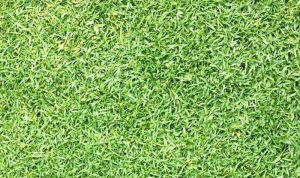Best weed killer for zoysia grass lawn