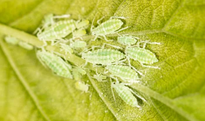 Aphids on a green leaf