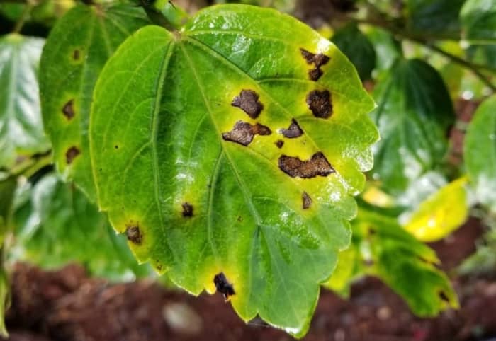 Bacterial Leaf Spot