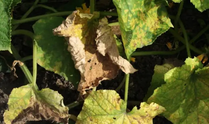 cucumber leaves turning brown and dying