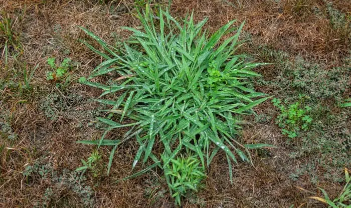 Crabgrass