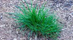 11 Weeds That Look Like Grass
