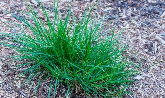 Crabgrass