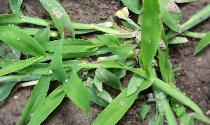 Crabgrass in the wild