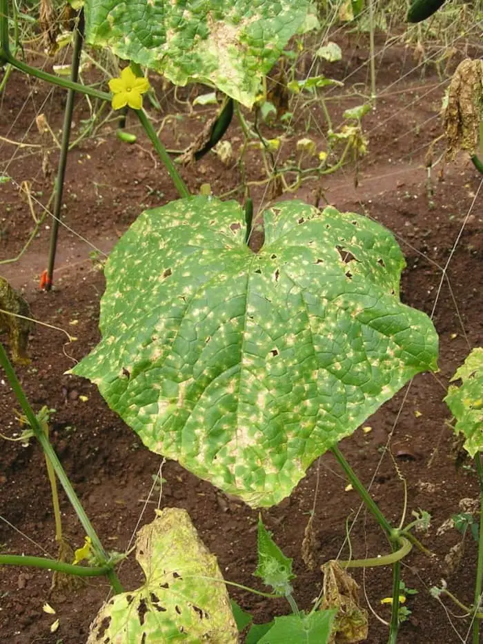 Cucumber Anthracnose