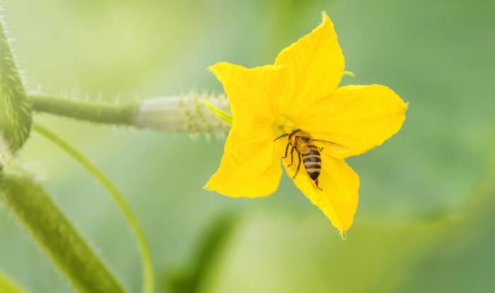 Cucumber Flower Being Pollinated By Bee