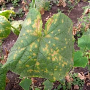 Why Are My Cucumber Leaves Turning Brown And Dying?